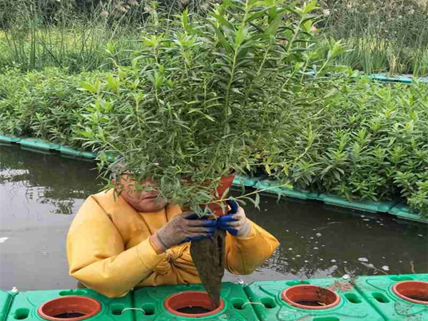 大荷花浮島